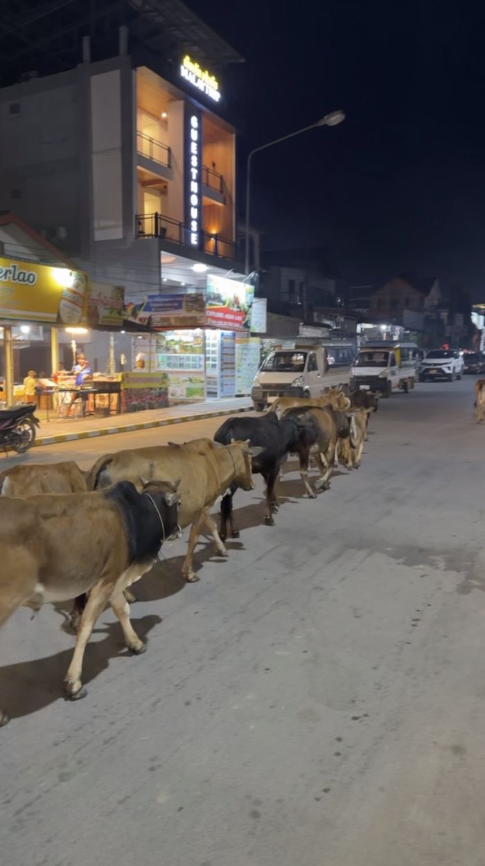 Cows walking down a town street at night