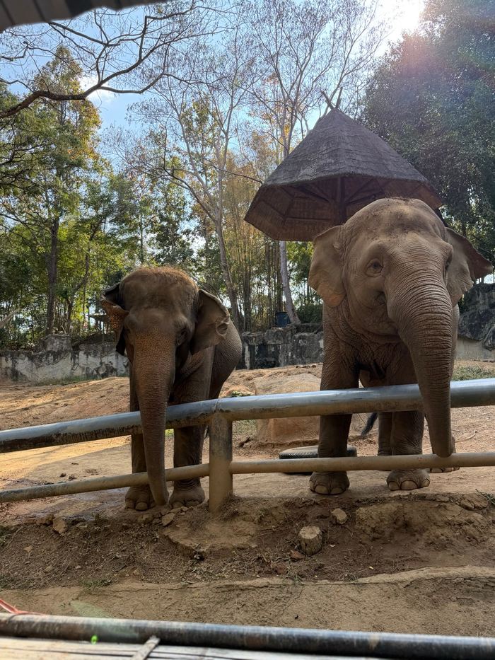 Two elephants at Chiang Mai Zoo