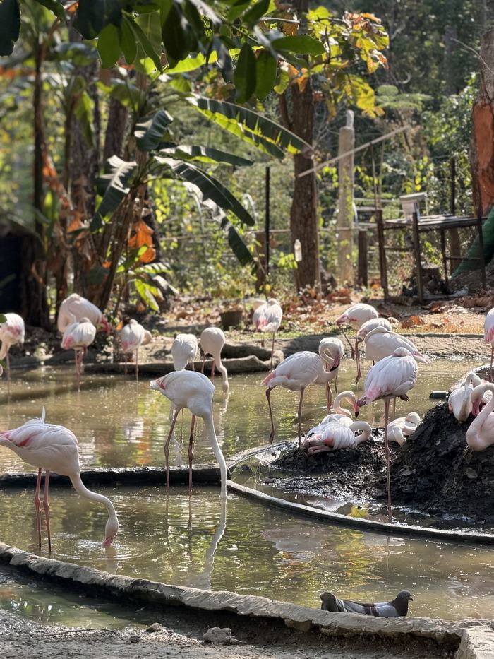Pink flamingos wading in a pond