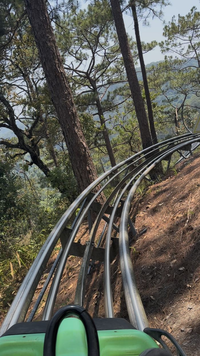 An alpine coaster track through a pine forest