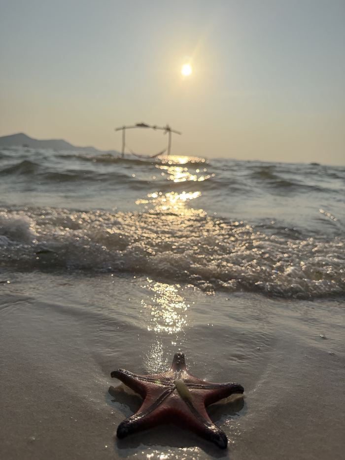 A starfish on the sand at sunset
