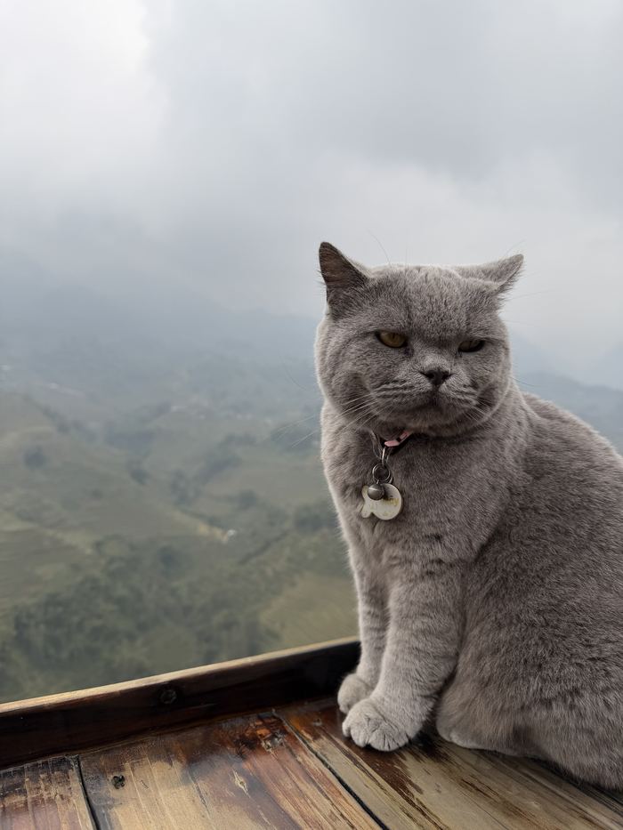 A gray cat sitting on a railing above a misty valley